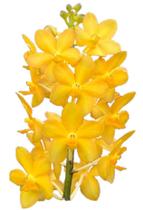 orquidea amarela em Promoção no Magazine Luiza