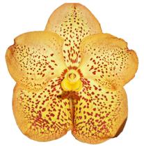 Orquídea Vanda Amarela - orquivitro