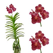 Orquídea Vanda avermelhada Adulta Flor Rara Decoração Orquídea Vanda avermelhada Adulta Flor Rara Decoração