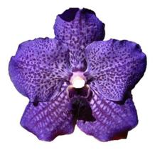 Orquídea Vanda Azul - orquivitro