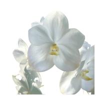 Orquídea vanda branca - mudas - orquivitro