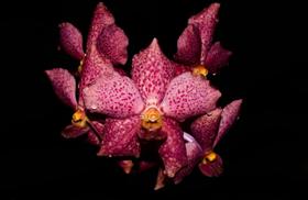 Orquídea Vanda chantra x ping river - Cooperorchids
