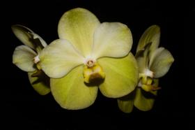 Orquídea Vanda kultana gold x same - Cooperorchids