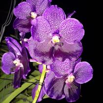Orquídea Vanda Pure Wax Blue - Híbrida com Flores Cerosas e Azul Profundo