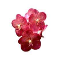 Orquídea Vanda Rosa - Adulta - ORQUIVITRO