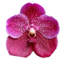 Orquídea Vanda Rosa - Adulta