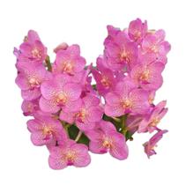 Orquídea Vanda Rosa Claro Adulta