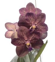 Orquídea Vanda Roxa