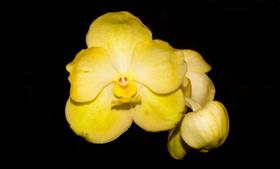 Orquídea Vanda thailand golg gloria - Cooperorchids