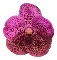 Orquídea Vanda Vermelha - Adulta - orquivitro