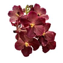 Orquídea Vanda Vermelha - Adulta - orquivitro