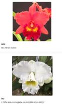 Orquídea vermelha e branca Muda (3305) - Fabricação própria