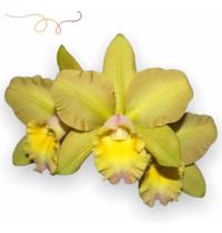 Orquídea Waikiki Gold Planta Adulta Formada Foto Real Mudas - doce l@r