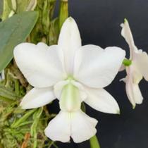 Orquídea Walkeriana Alba Muda em Toquinho (2756)