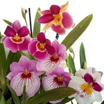 Orquídeas Adultas Raras Miltonia Colômbianas O Amor Perfeito Linda Flor Decoração Ambientes Romântico - Orquiflora