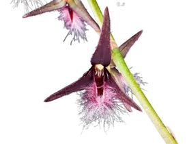 Orquídeas Bulbophyllum Saltatorium - orquidario DF