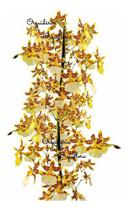 Orquideas Dama Dançante Oncidium Sphacelatum Planta Adulta