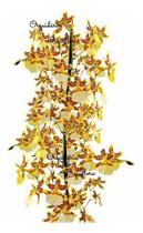 Orquideas Dama Dançante Oncidium Sphacelatum Planta Adulta - Genérico