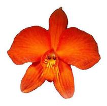Orquídeas Sophronitis Coccinea Adulta Laranja Avermelhado Orquídeas Sophronitis Coccinea Adulta Laranja Avermelhado