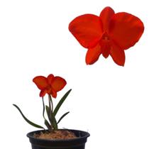 Orquídeas Sophronitis Coccinea Especial Vermelha Rara Linda