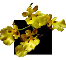 Orquides Oncidium Orthostates