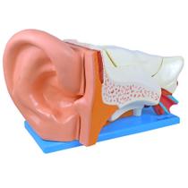 Ouvido Ampliado 3X em 6 partes, Anatomia