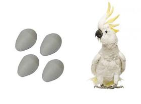Ovo Indez Branco para Cacatua - Unidade Ovo Indez Branco para Cacatua - Unidade