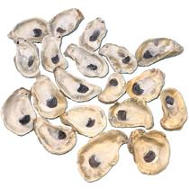 Oyster Shells for Crafts Tumbler Home, saco a granel de 10 a 12 cm e 20 unidades