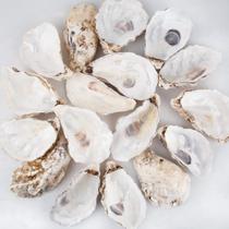 Oyster Shells QEQEKAKA, 30 unidades, planas e côncavas, 13-15 cm, extra grandes
