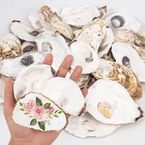 Oyster Shells QICQDRAM 20 unidades de 3-4 polegadas para artesanato e decoração