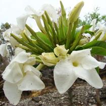 Pachypodium sofiense - Planta Pachypodium sofiense - Planta
