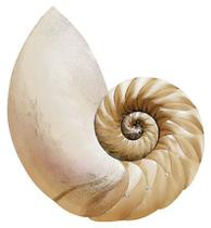 Pacote 5 Aplique Decoupage Fundo do Mar Apm3-270 em Papel e Mdf 3cm Litoarte