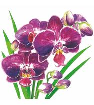 Pacote Com 20 Guardanapos De Papel 33x33cm Orchidea Napkin Pacote Com 20 Guardanapos De Papel 33x33cm Orchidea Napkin