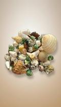 Pacote Conchas Marinhas Naturais Artesanato Decoração Aquári Pacote Conchas Marinhas Naturais Artesanato Decoração Aquári