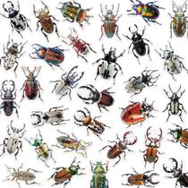 Pacote de adesivos Beetle, 50 peças de decalques de insetos realistas para crianças