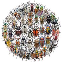 Pacote de adesivos Beetle, 50 peças, inseto realista, impermeável Pacote de adesivos Beetle, 50 peças, inseto realista, impermeável