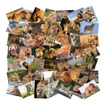 Pacote de adesivos, coleção com tema de leão, 50 unidades para amantes da vida selvagem