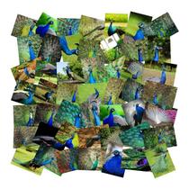 Pacote de adesivos Realistic Peacock, 50 unidades de vinil impermeável