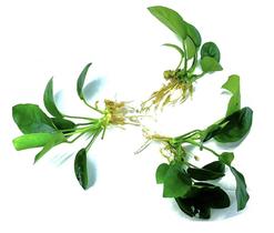 Pacote de plantas aquáticas Marcus Fish Tanks Anubias VAR Nana Pacote de plantas aquáticas Marcus Fish Tanks Anubias VAR Nana