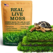 Pacote de variedades Live Moss LUCKYRUNES, pacote com 3 Mixed Moss Pacote de variedades Live Moss LUCKYRUNES, pacote com 3 Mixed Moss