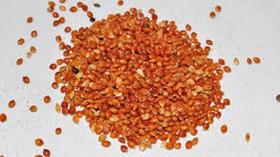 Painço Vermelho - 250g Para Canários, Calopsitas - Aves