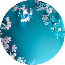 Painel De Festa Redondo 1,5x1,5 - Flores Brancas Fundo Azul 019