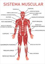 Painel De Lona Escolar Sistema Muscular - 100x070cm