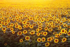 Painel de Lona Girassois ao Sol Painel de Lona Girassois ao Sol