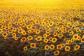 Painel de Tecido Sublimado Girassois ao Sol - Fabrika de festa Painel de Tecido Sublimado Girassois ao Sol - Fabrika de festa