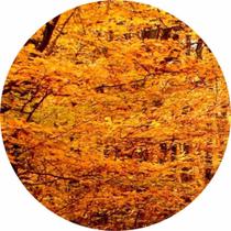 Painel De Tecido Sublimado Redondo Galhos Entrelaçados Outono C/Elástico - Fabrika de Festa