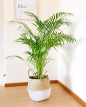 Palmeira areca decoração jardim sala ambiente lindo luxo - Green