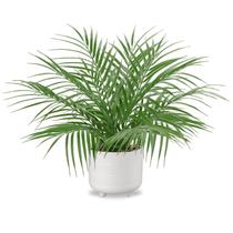 Palmeira artificial em vaso Hollyone Large de 19 polegadas com vaso de cerâmica