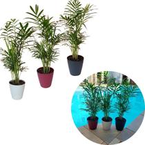 Palmeira Chamaedorea Elegans+Cachepot Acrílico Sofisticado
