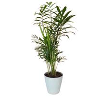 Palmeira Chamaedorea Elegans+Cachepot Acrílico Sofisticado